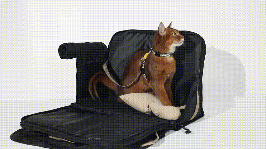 Semi-open Papoose pet Bag