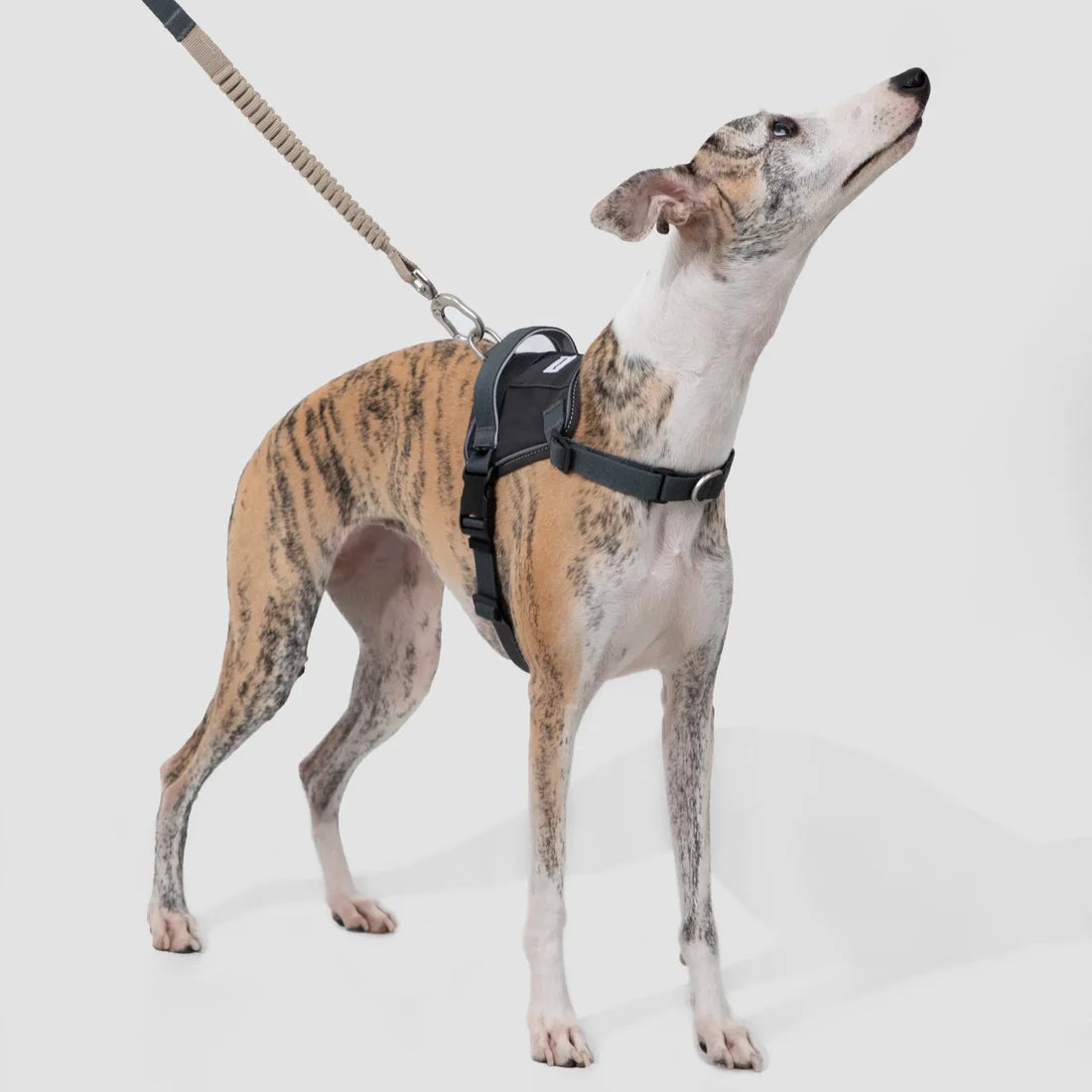 Dog Harness Vest Kit