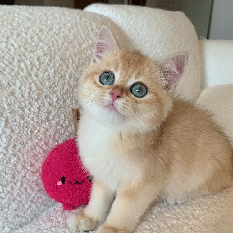 Cat Self-Help Toys Bite-Resistant Balls Cat Toys