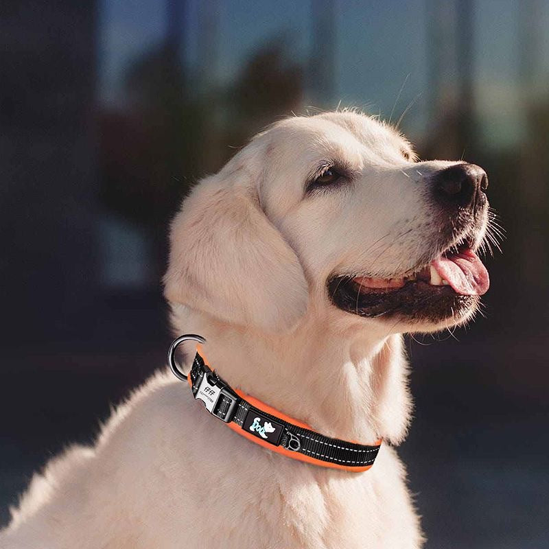Custom Engraved Reflective Pet Collar