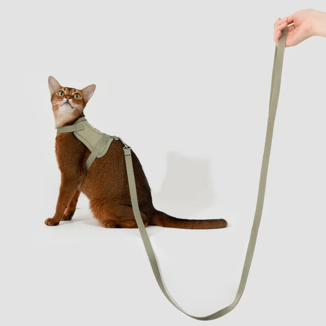 Cat Vest Harness Kit
